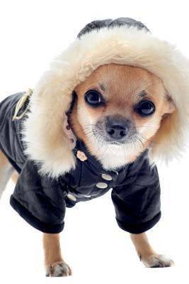Read Chihuahua August Notebook & Journal. Productivity Work Planner & Idea Notepad: Brainstorm Thoughts, Self Discovery, To Do List - Doggy Deluxe file in PDF
