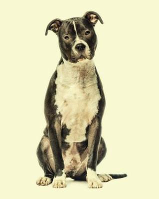 Read online American Staffordshire Terrier: Artified Pets Journal/Notebook/Diary - NOT A BOOK | PDF