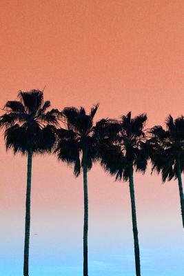 Read online Journal: Orange & Blue Sunset, Silhouette Palm Tress, Venice Beach, Professional Photograph, 6x9, 150 Lined Sheets - NOT A BOOK | PDF