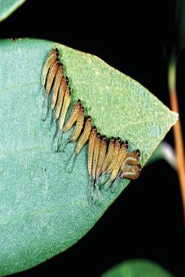Download Insect Journal Sawfly Larvae Entomology: (Notebook, Diary, Blank Book) - NOT A BOOK file in PDF