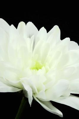 Read online Crysantheme Flower Isolated Journal: Take Notes, Write Down Memories in This 150 Page Lined Journal - NOT A BOOK file in PDF